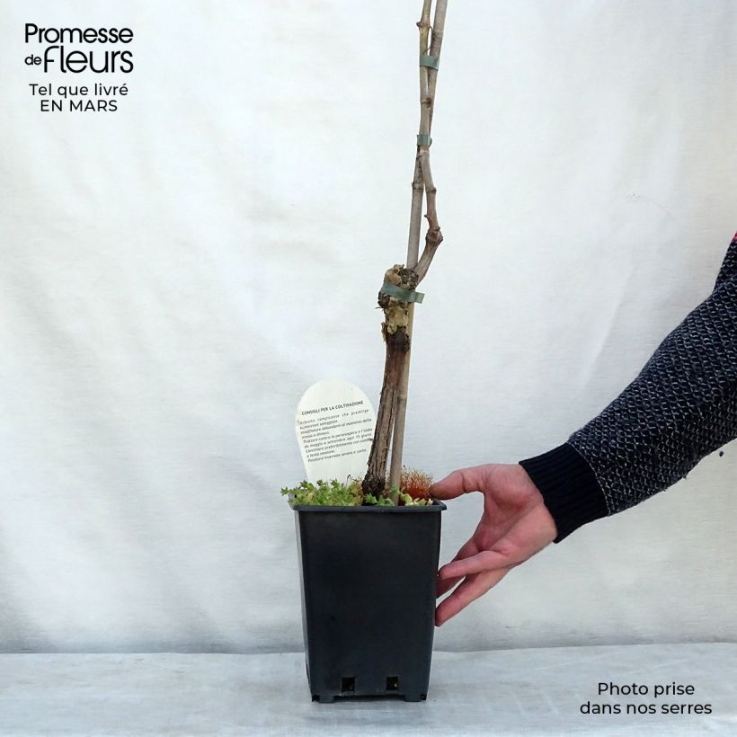 Vid Aperina bianca Maceta 3L/4L Ejemplar entregado en invierno