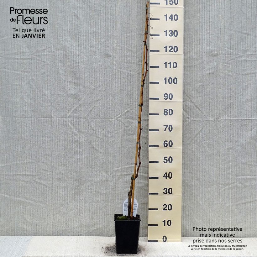 Vid Sultanina Bianca (Thomson seedless) Maceta 1,5L/2L Ejemplar entregado en invierno