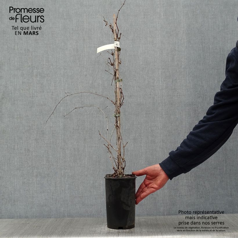 Ampelopsis brevipedunculata Elegans - Bayas de porcelana Maceta 3L/4L Ejemplar entregado en invierno