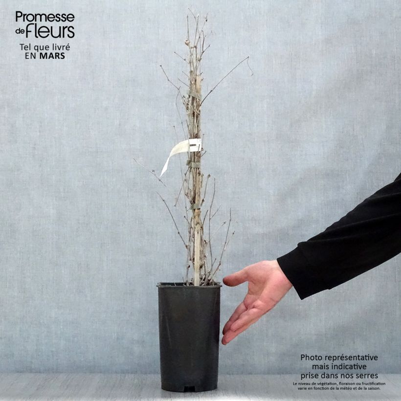 Ampelopsis brevipedunculata Elegans - Bayas de porcelana Maceta 3L/4L Ejemplar entregado en la primavera