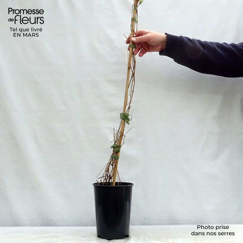 Parthenocissus quinquefolia Engelmannii - Parra virgen Maceta 2L/3L Ejemplar entregado en la primavera