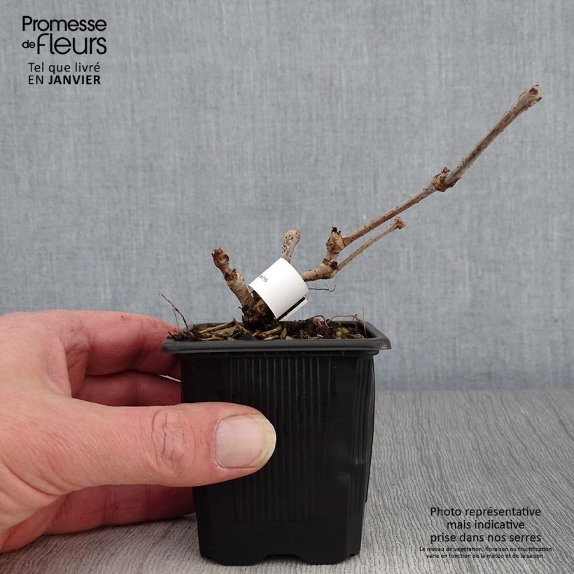 Parthenocissus quinquefolia Engelmannii - Parra virgen Maceta de 8/9 cm Ejemplar entregado en invierno