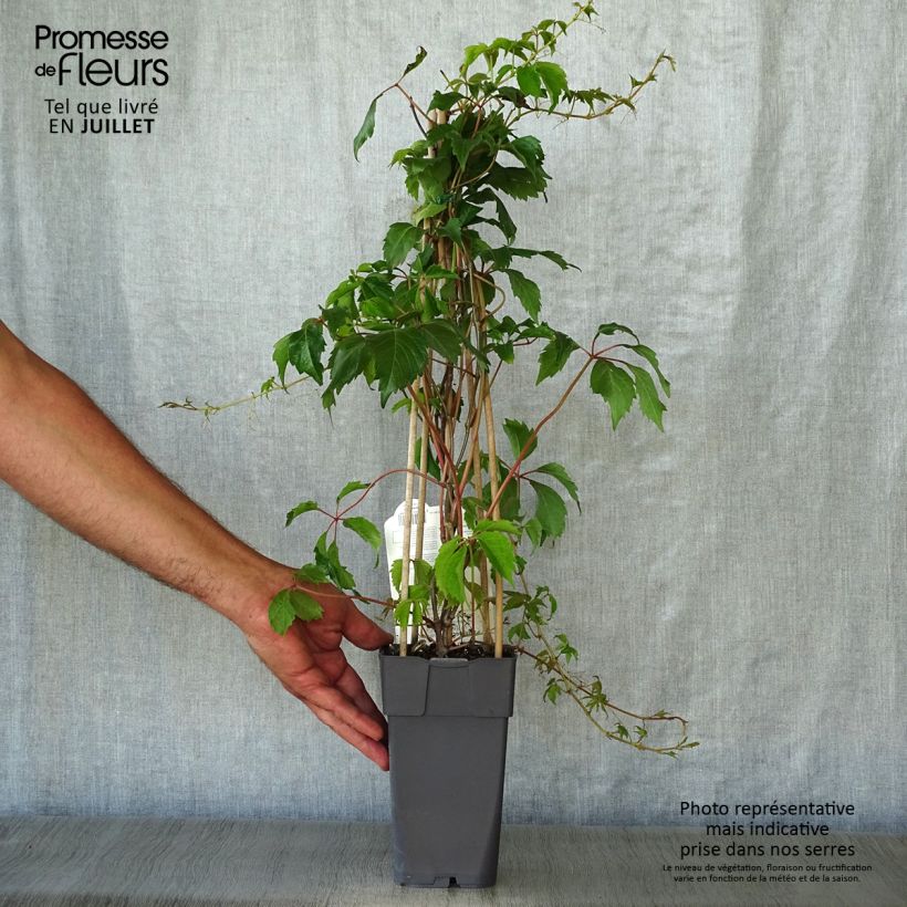 Ejemplar de Parthenocissus quinquefolia Engelmannii - Parra virgen Maceta 2L/3L entregado en verano