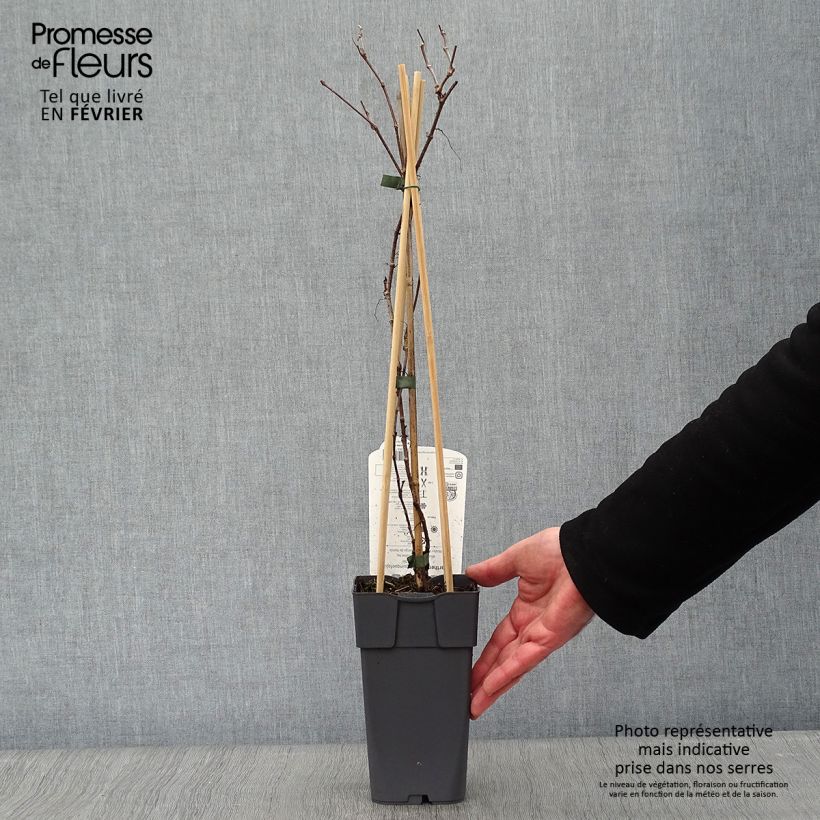 Parthenocissus quinquefolia Engelmannii - Parra virgen Maceta 2L/3L Ejemplar entregado en invierno