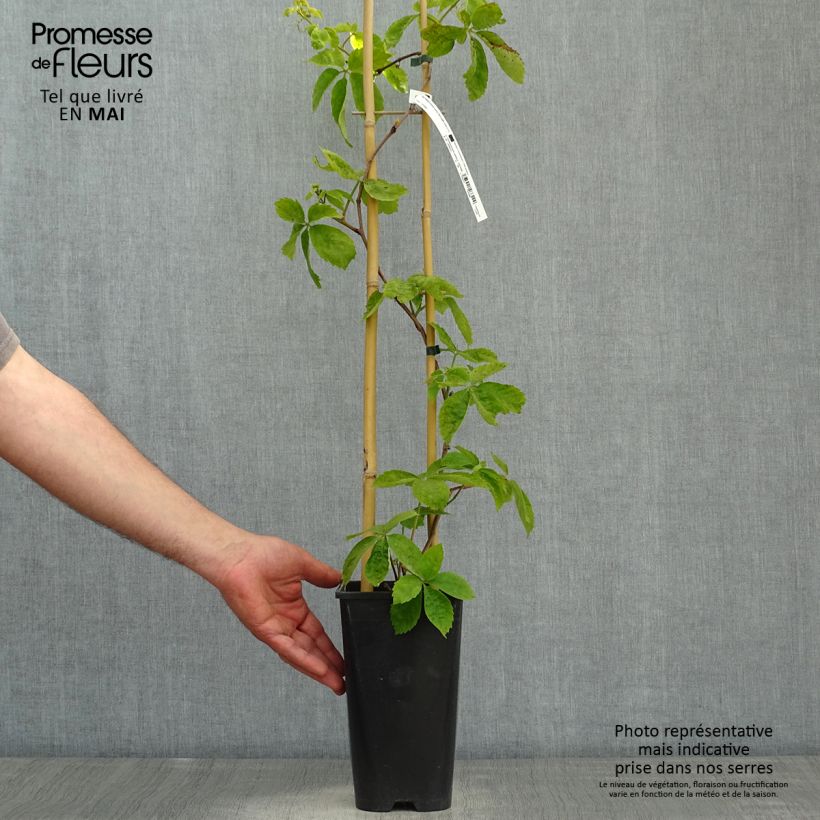 Parthenocissus quinquefolia Red wall Troki - Parra virgen Maceta 2L/3L Ejemplar entregado en la primavera