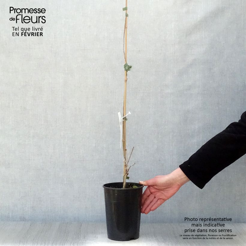 Parthenocissus quinquefolia - Parra virgen Maceta 2L/3L Ejemplar entregado en invierno