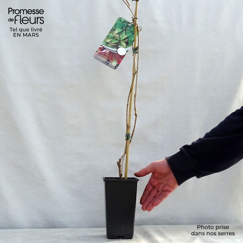 Parthenocissus quinquefolia - Parra virgen Maceta 2L/3L Ejemplar entregado en la primavera