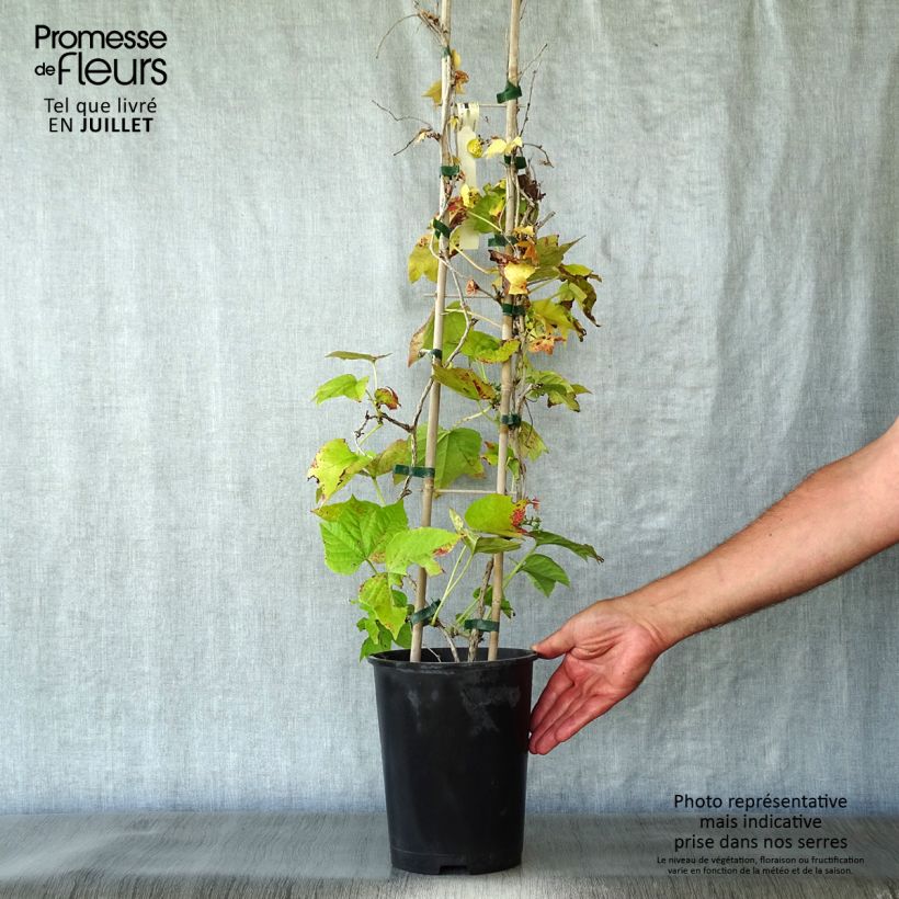 Ejemplar de Parthenocissus tricuspidata Fenway Park - Parra virgen Maceta 4L/5L entregado en verano