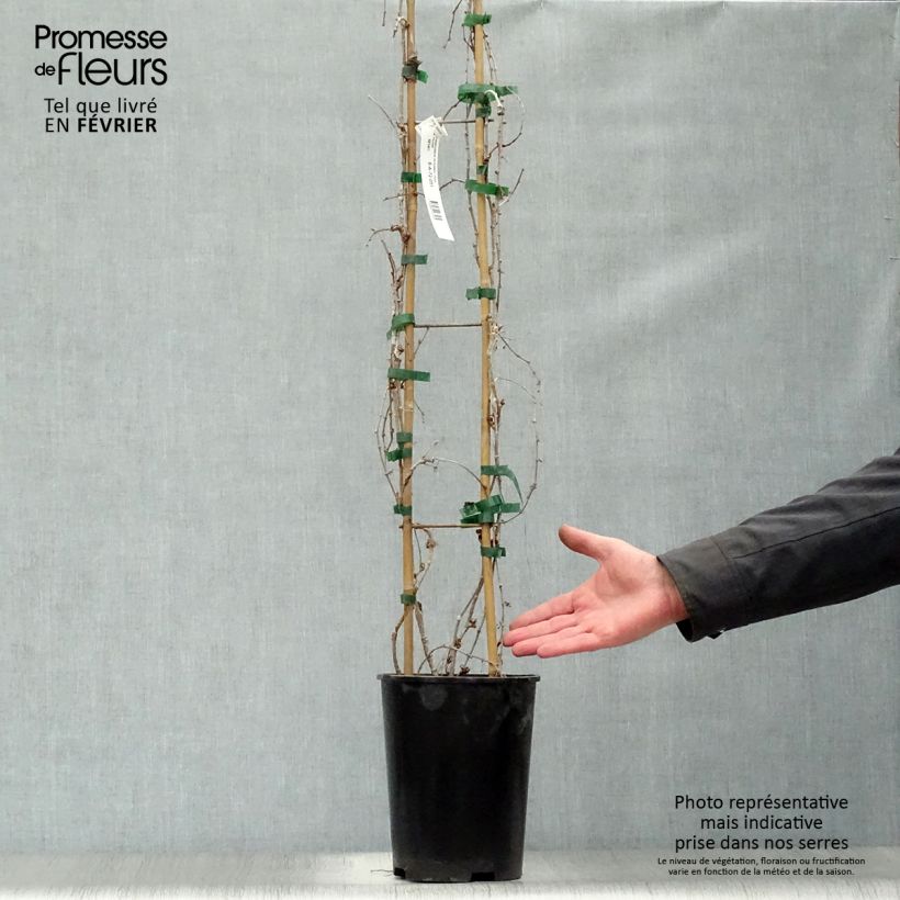 Parthenocissus tricuspidata Fenway Park - Parra virgen Maceta 4L/5L Ejemplar entregado en invierno