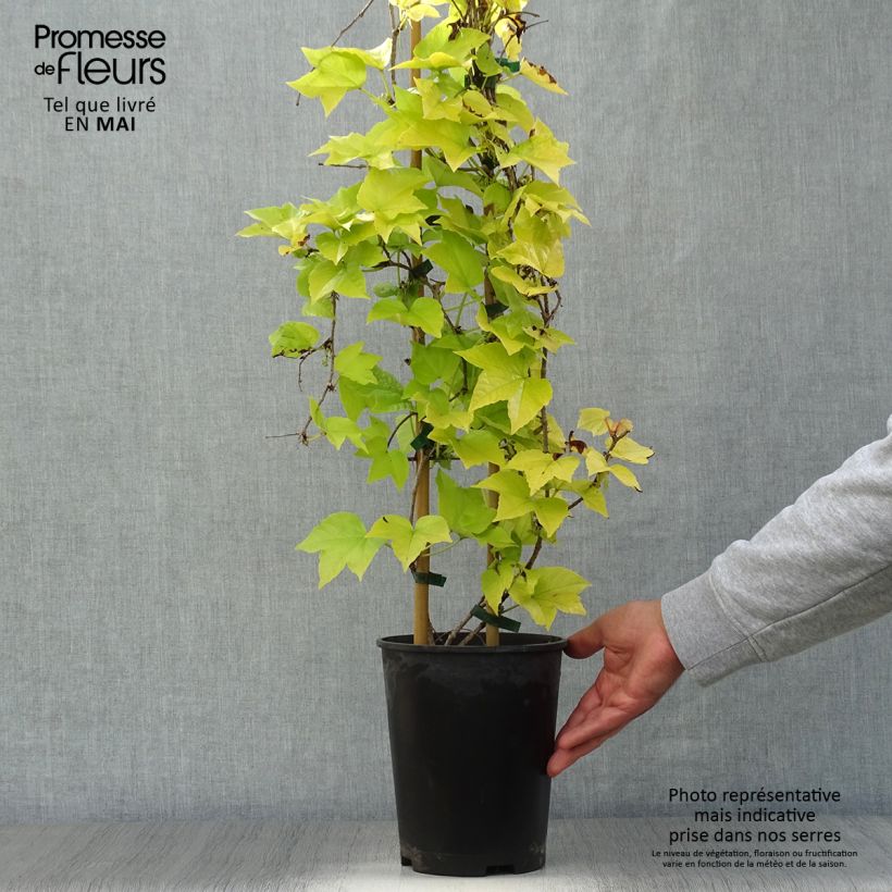 Parthenocissus tricuspidata Fenway Park - Parra virgen Maceta 4L/5L Ejemplar entregado en la primavera