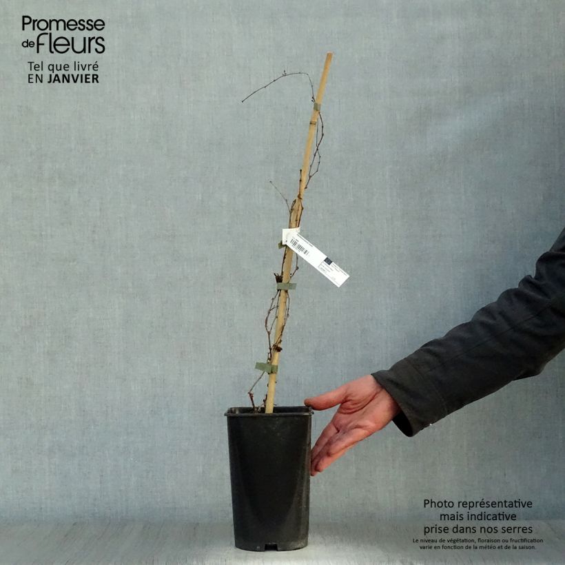 Parthenocissus tricuspidata Lowii - Parra virgen Maceta 2L/3L Ejemplar entregado en invierno