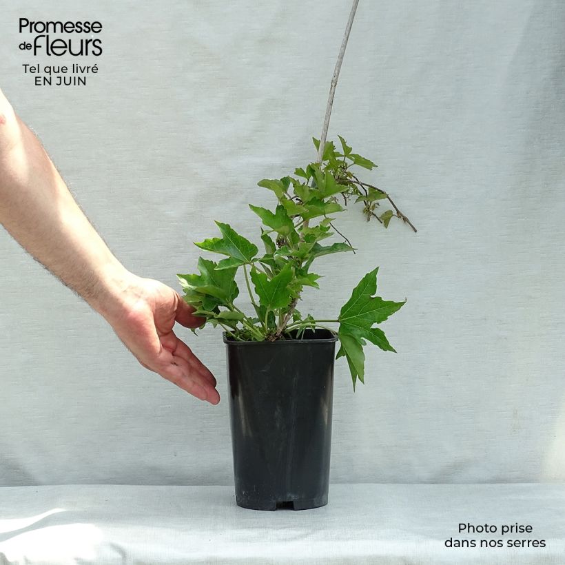 Ejemplar de Parthenocissus tricuspidata Minutifolia - Parra virgen Maceta 2L/3L entregado en verano