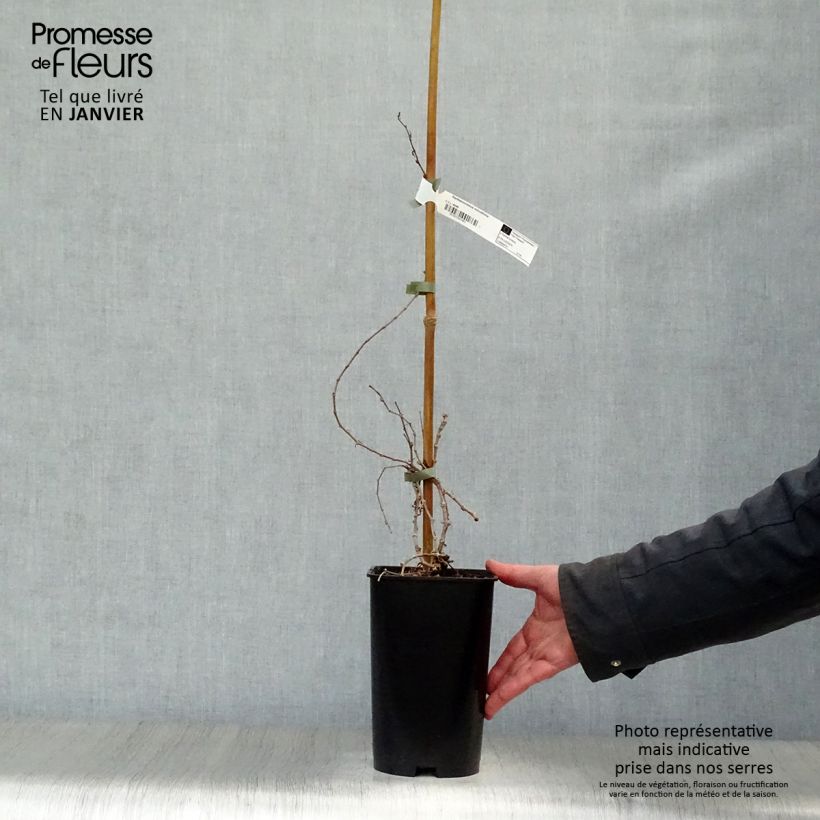 Parthenocissus tricuspidata Minutifolia - Parra virgen Maceta 2L/3L Ejemplar entregado en invierno