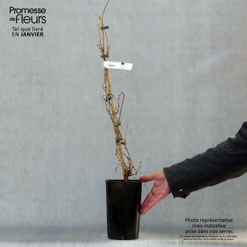 Parthenocissus tricuspidata Veitchii Robusta - Parra virgen Maceta 1,5L/2L Ejemplar entregado en invierno