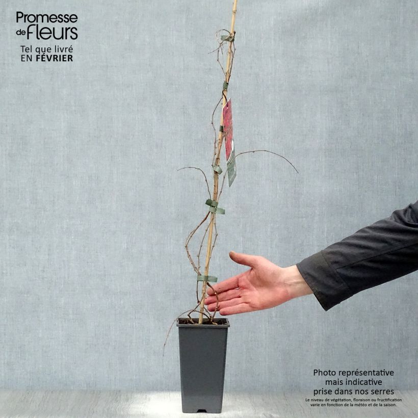 Parthenocissus tricuspidata Veitchii - Parra virgen Maceta 2L/3L Ejemplar entregado en invierno