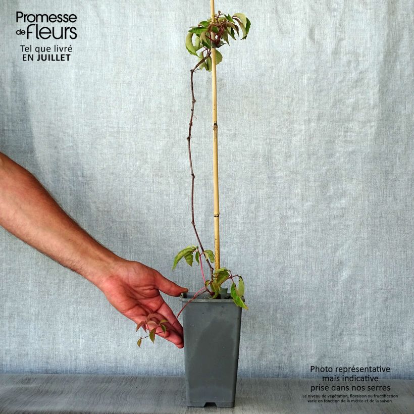 Ejemplar de Parthenocissus henryana Maceta 2L/3L entregado en verano