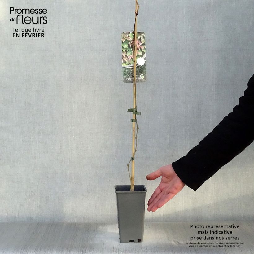 Parthenocissus henryana Maceta 2L/3L Ejemplar entregado en invierno