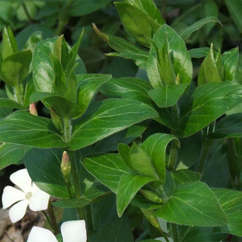 Vinca major Alba - Hierba doncella (Follaje)