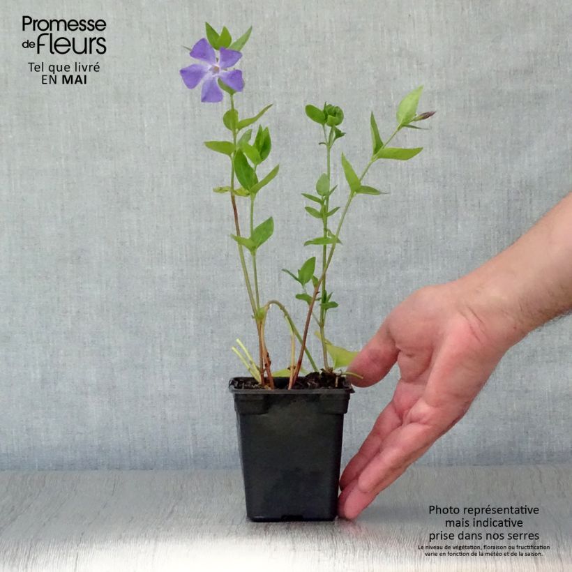 Vinca major - Hierba doncella Maceta de 7/8 cm Ejemplar entregado en la primavera