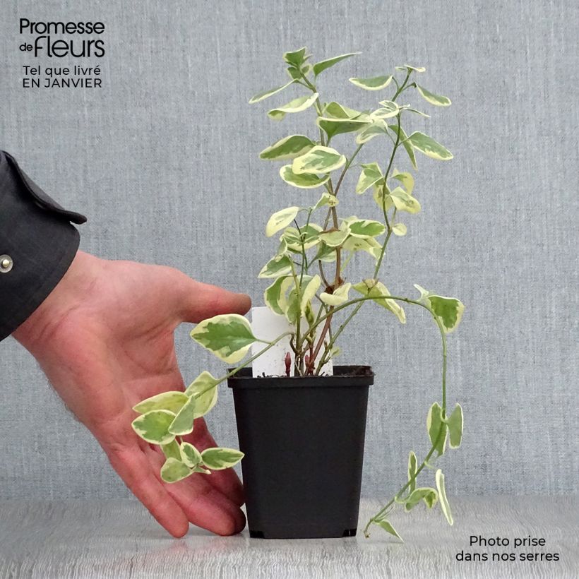 Vinca major Variegata - Hierba doncella Maceta de 8/9 cm Ejemplar entregado en invierno