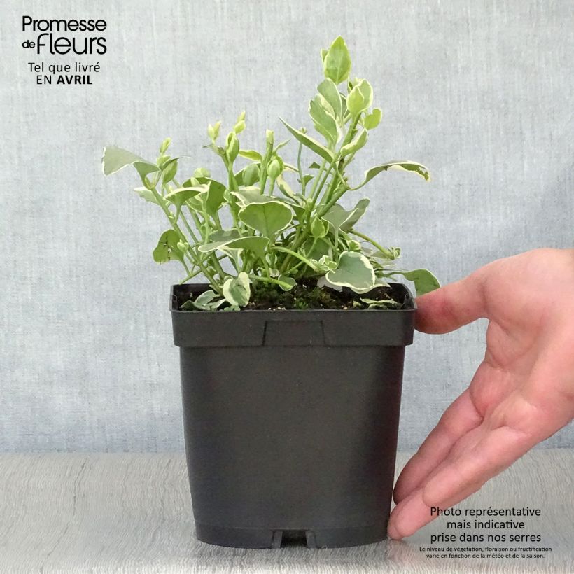 Vinca major Variegata - Hierba doncella Maceta 2L/3L Ejemplar entregado en la primavera