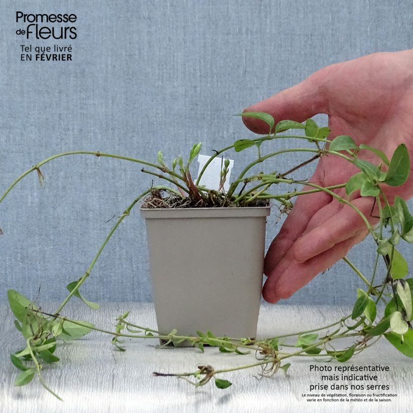 Vinca minor Alba Maceta de 8/9 cm Ejemplar entregado en invierno