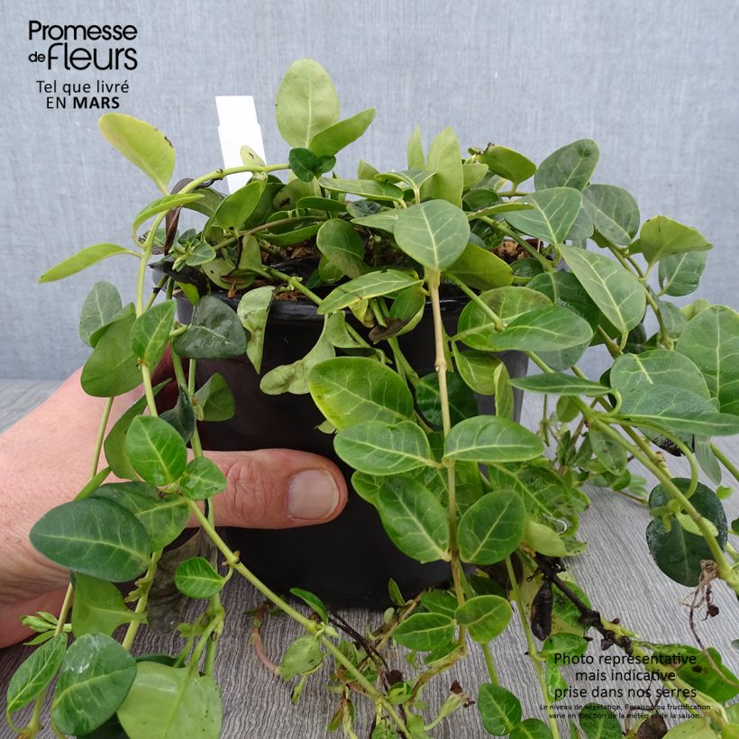 Vinca minor Alba Maceta 2L/3L Ejemplar entregado en invierno