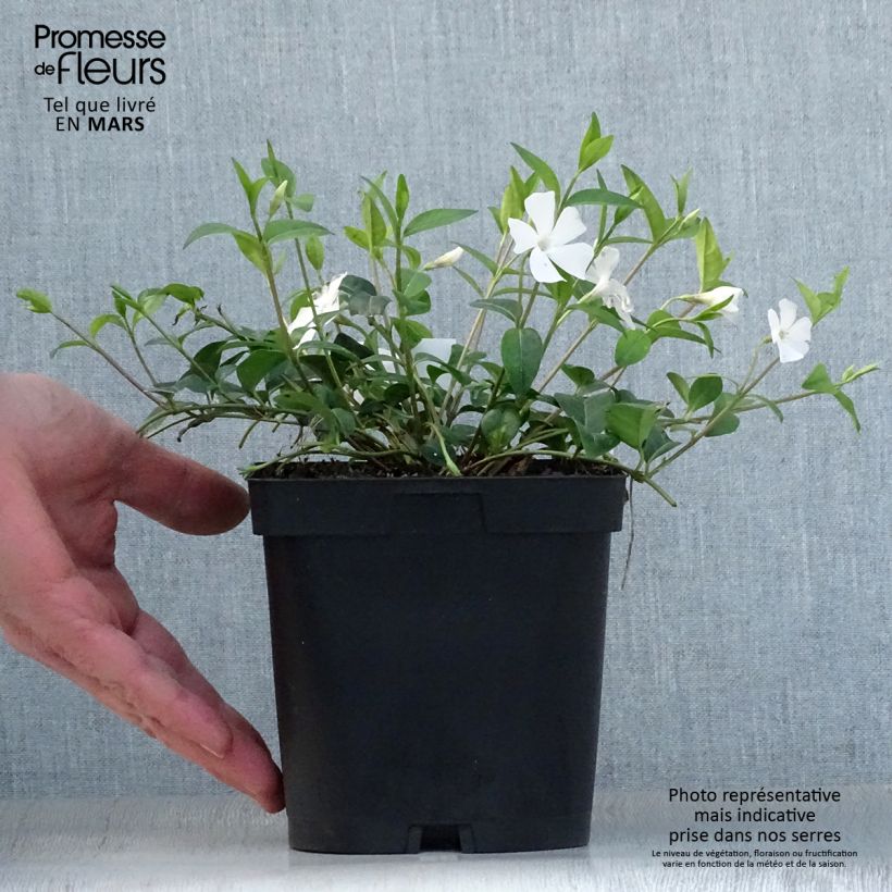 Vinca minor Alba Maceta 2L/3L Ejemplar entregado en la primavera