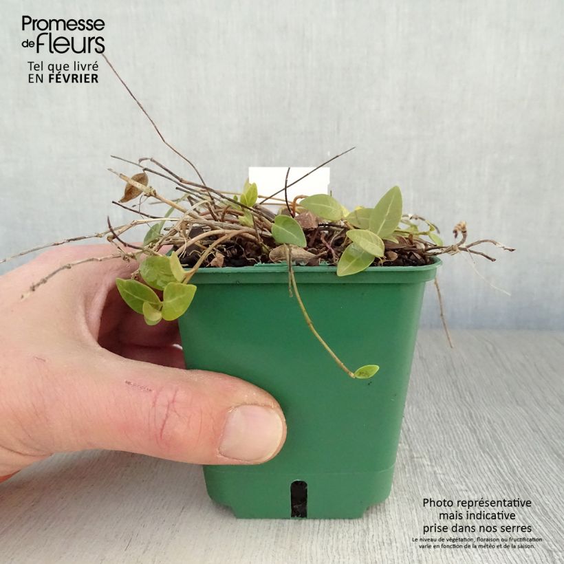 Vinca minor Anna Maceta de 8/9 cm Ejemplar entregado en invierno