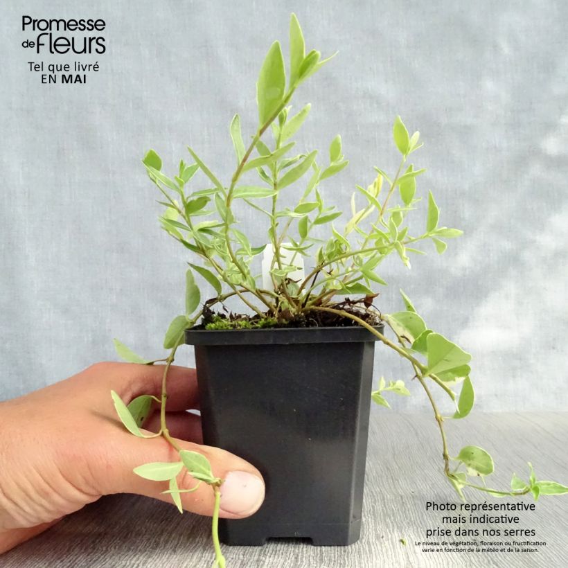 Vinca minor Argenteovariegata Maceta de 8/9 cm Ejemplar entregado en la primavera