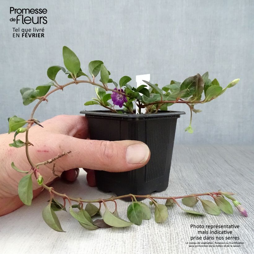 Vinca minor Atropurpurea Maceta de 8/9 cm Ejemplar entregado en invierno