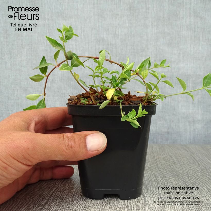 Vinca minor Atropurpurea Maceta de 8/9 cm Ejemplar entregado en la primavera