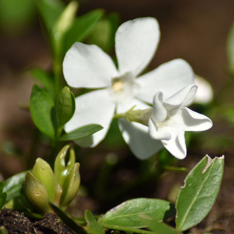 Vinca minor Elisa (Floración)