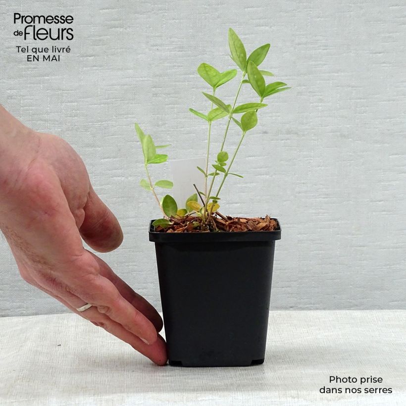 Vinca minor Flower Power Maceta de 8/9 cm Ejemplar entregado en la primavera