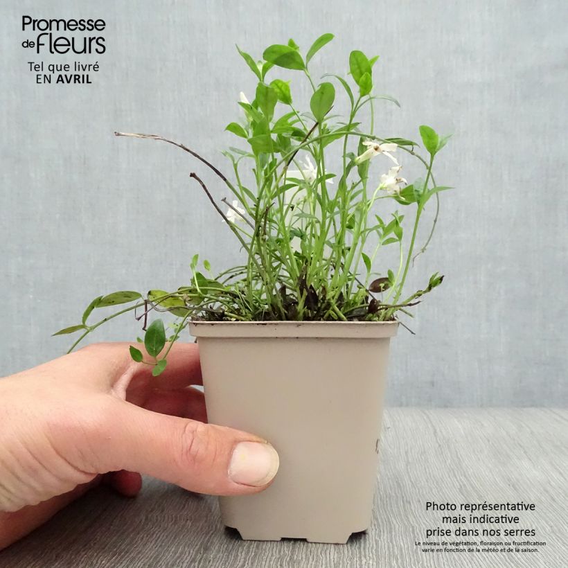 Vinca minor Gertrude Jekyll Maceta de 8/9 cm Ejemplar entregado en la primavera