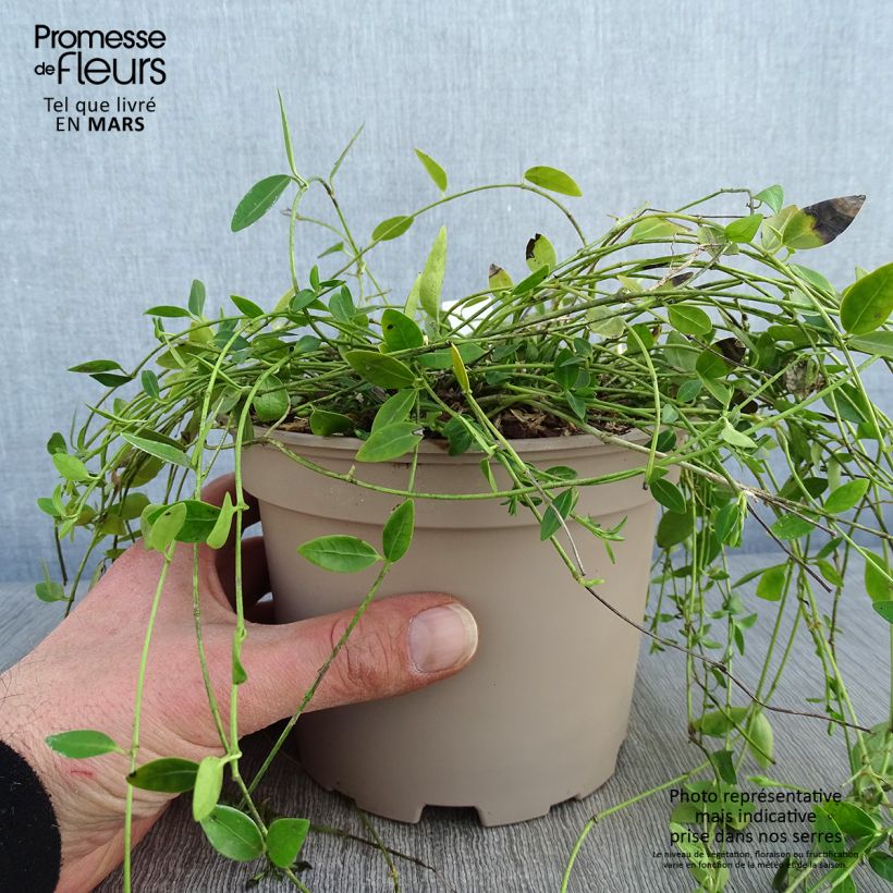 Vinca minor Gertrude Jekyll Maceta 2L/3L Ejemplar entregado en invierno