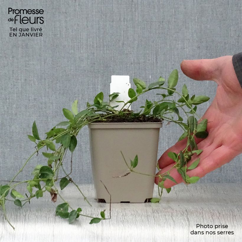 Vinca minor Josefine Maceta de 8/9 cm Ejemplar entregado en invierno