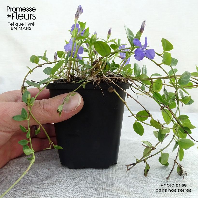 Vinca minor Marie Maceta de 8/9 cm Ejemplar entregado en invierno