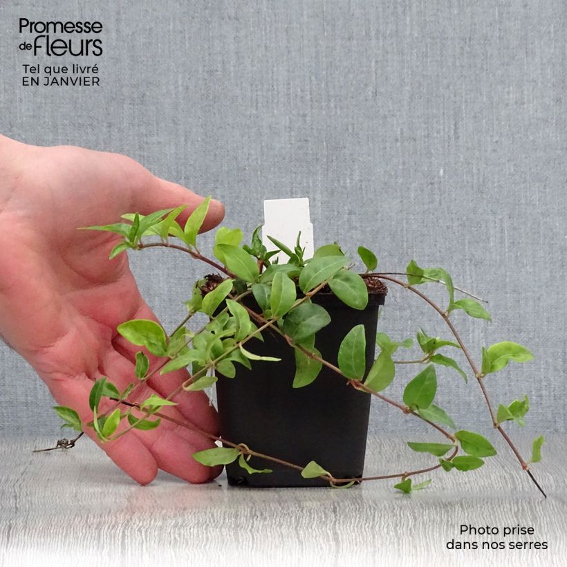 Vinca minor Multiplex Maceta de 8/9 cm Ejemplar entregado en invierno