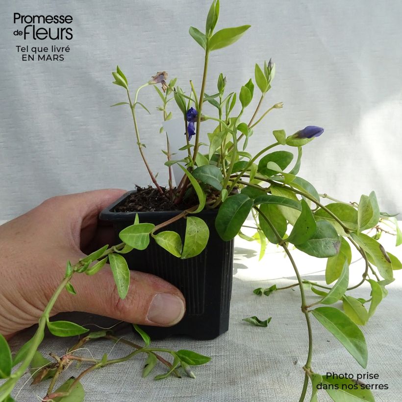 Vinca minor - Brusela Maceta de 7/8 cm Ejemplar entregado en invierno