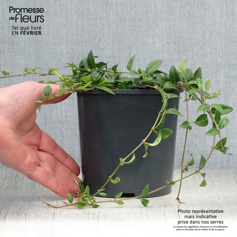 Vinca minor - Brusela Maceta 2L/3L Ejemplar entregado en invierno