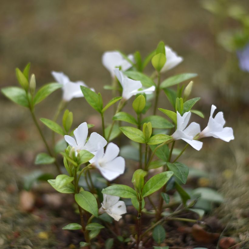 Vinca minor Alba (Porte)
