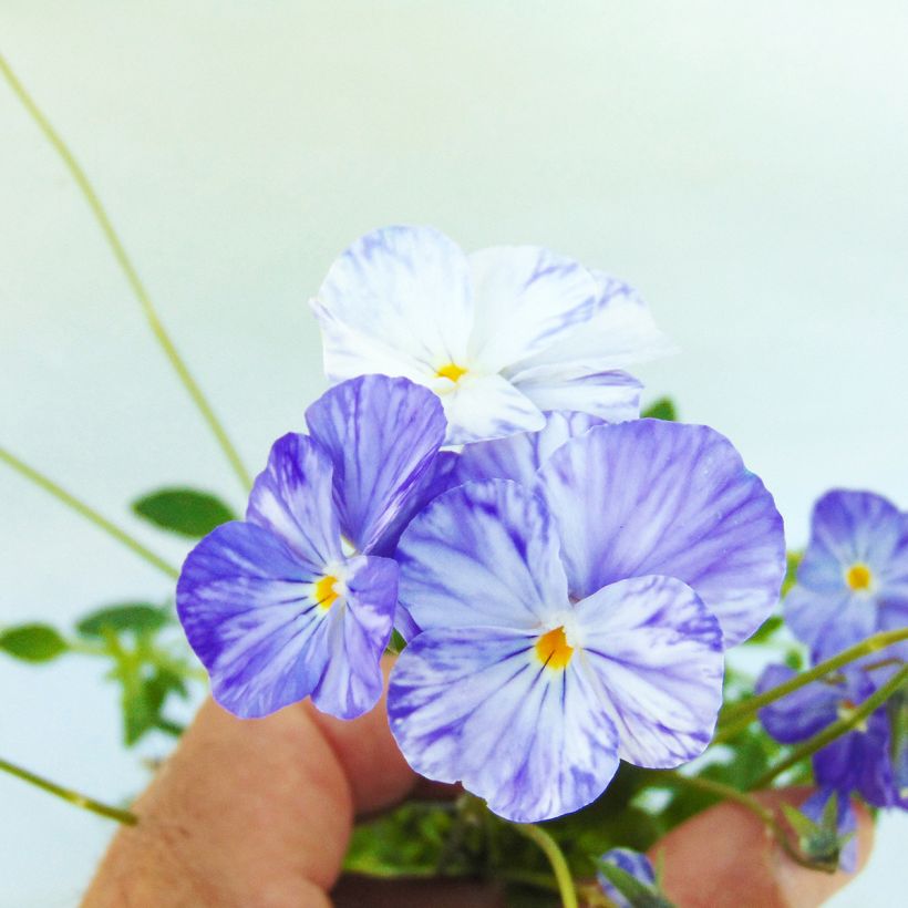 Viola cornuta Columbine - Violeta (Floración)