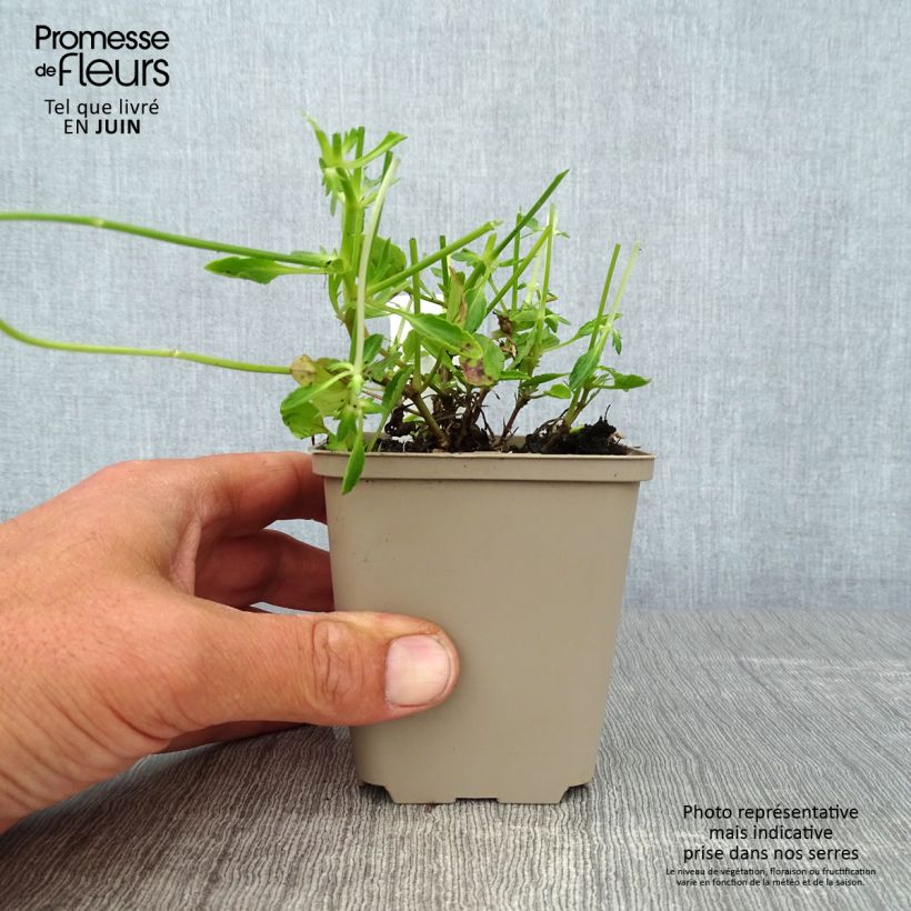 Ejemplar de Viola cornuta Columbine - Violeta Maceta de 8/9 cm entregado en verano
