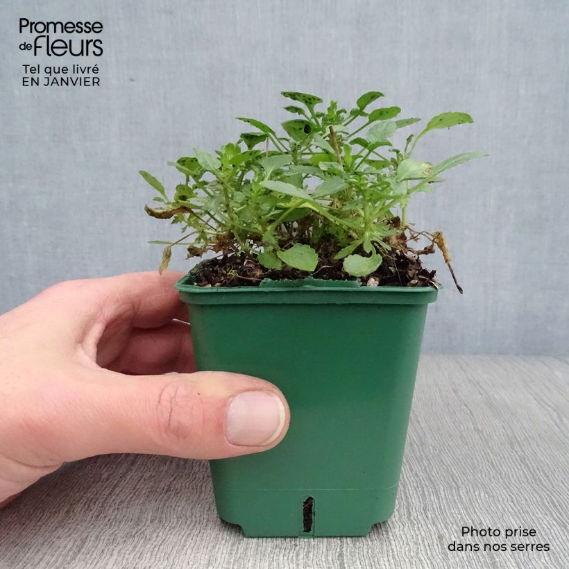 Viola cornuta Columbine - Violeta Maceta de 8/9 cm Ejemplar entregado en invierno