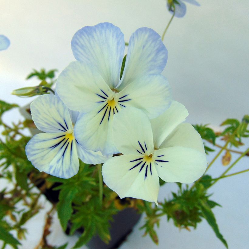 Viola cornuta Icy but spicy - Violeta (Floración)