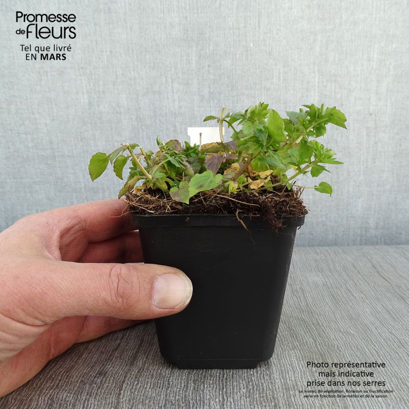 Viola cornuta Icy but spicy - Violeta Maceta de 8/9 cm Ejemplar entregado en invierno