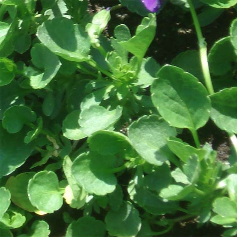 Viola cornuta Irish Molly - Violeta (Follaje)