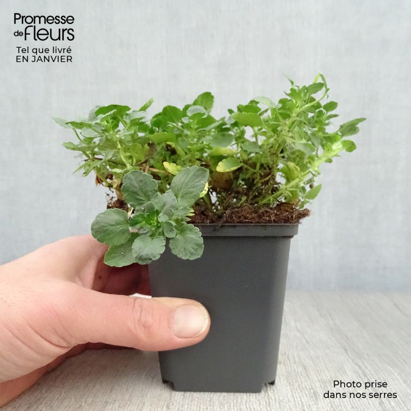 Viola cornuta Martin - Violeta Maceta de 8/9 cm Ejemplar entregado en invierno