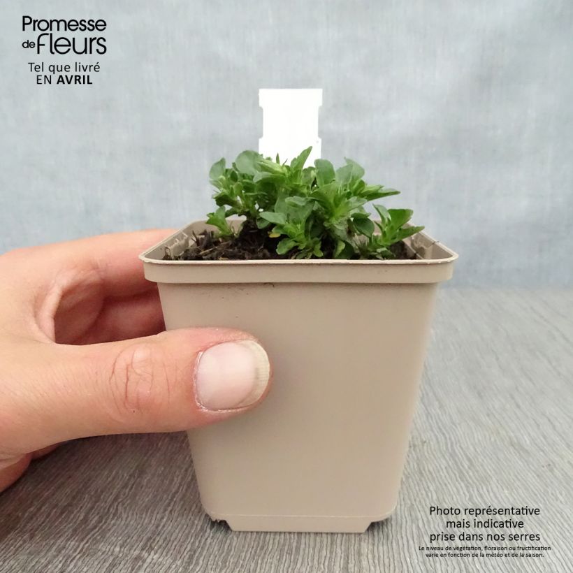 Viola cornuta Martin - Violeta Maceta de 8/9 cm Ejemplar entregado en la primavera